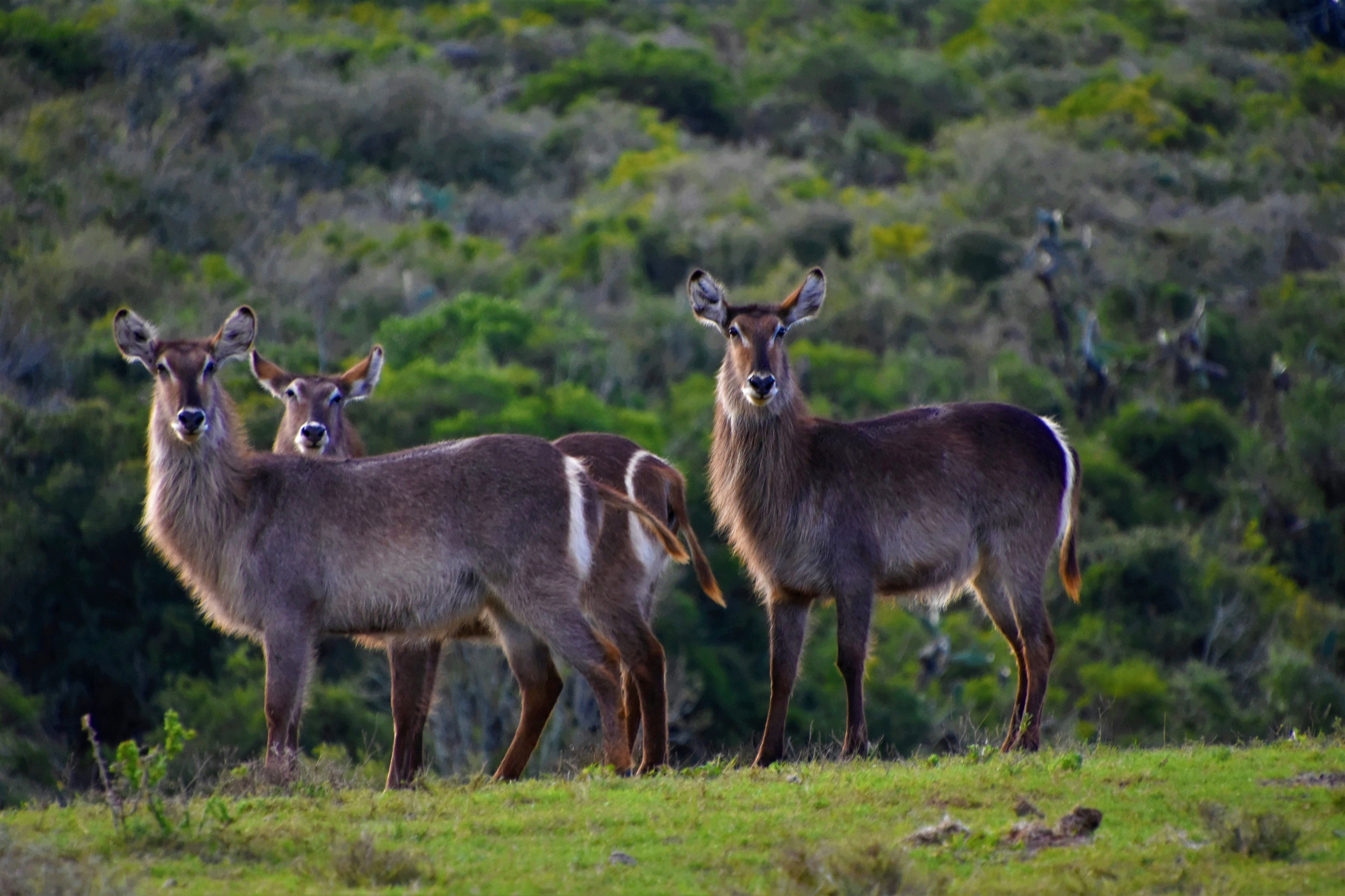 Yala National Park